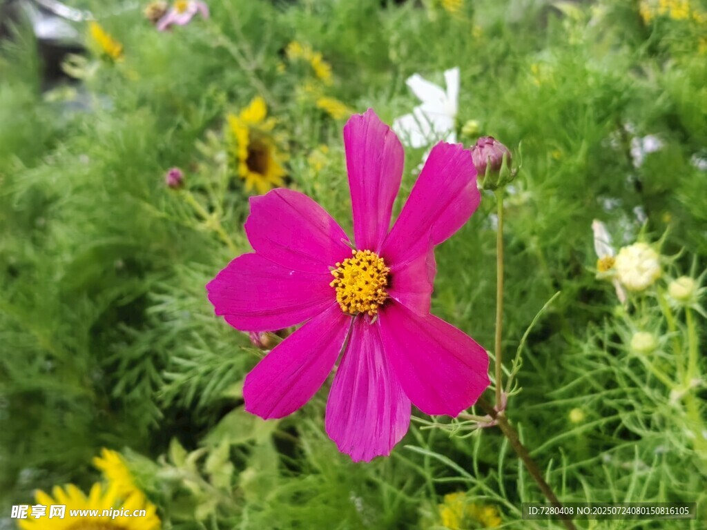 娇艳粉色格桑花绽放