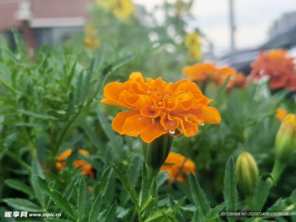 橙色万寿菊绽放于草丛中