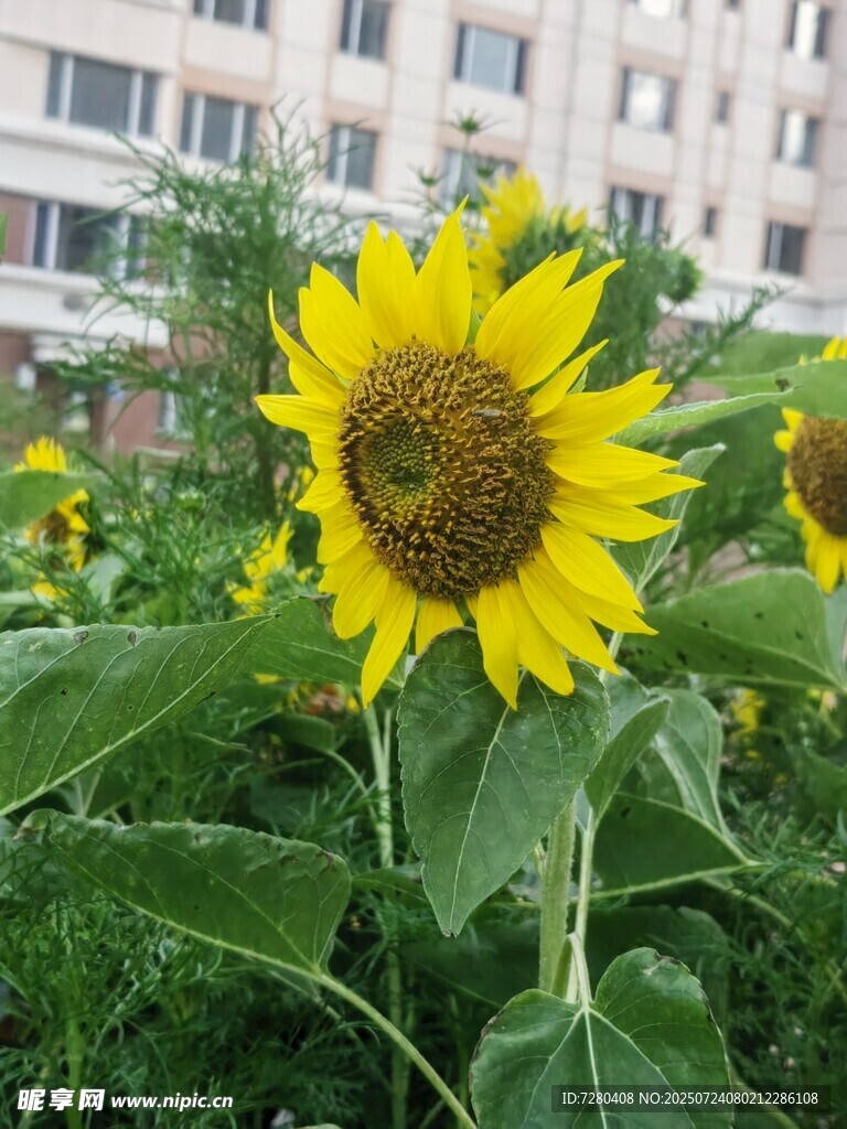 阳光下的灿烂向日葵