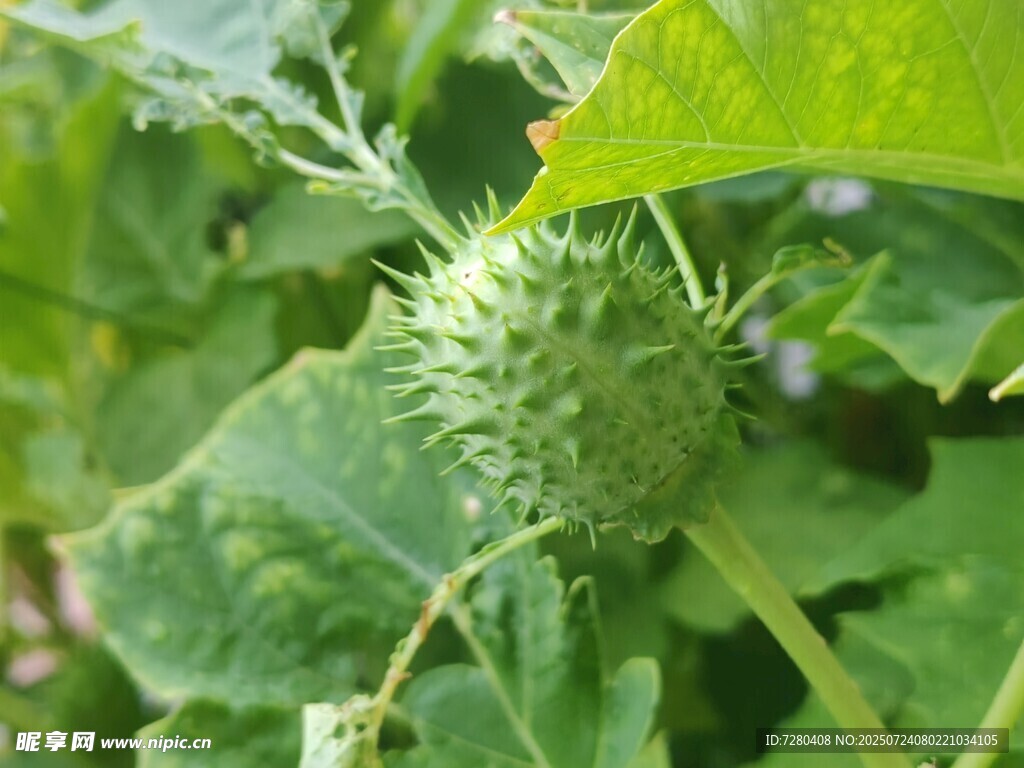 带刺的绿色植物果实
