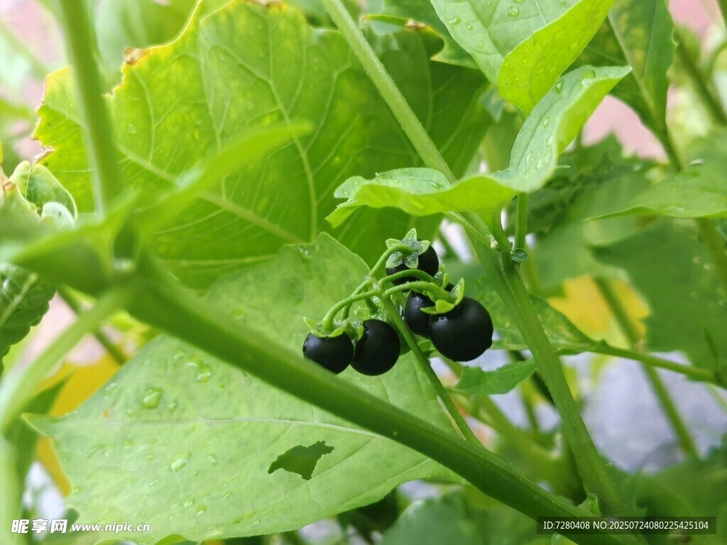 藤蔓上的黑紫色小果实