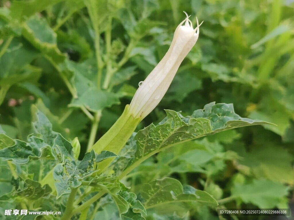 白色单朵花绽于绿叶间