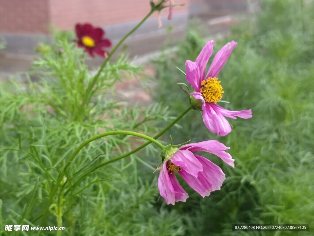 娇艳波斯菊绽放绿意间