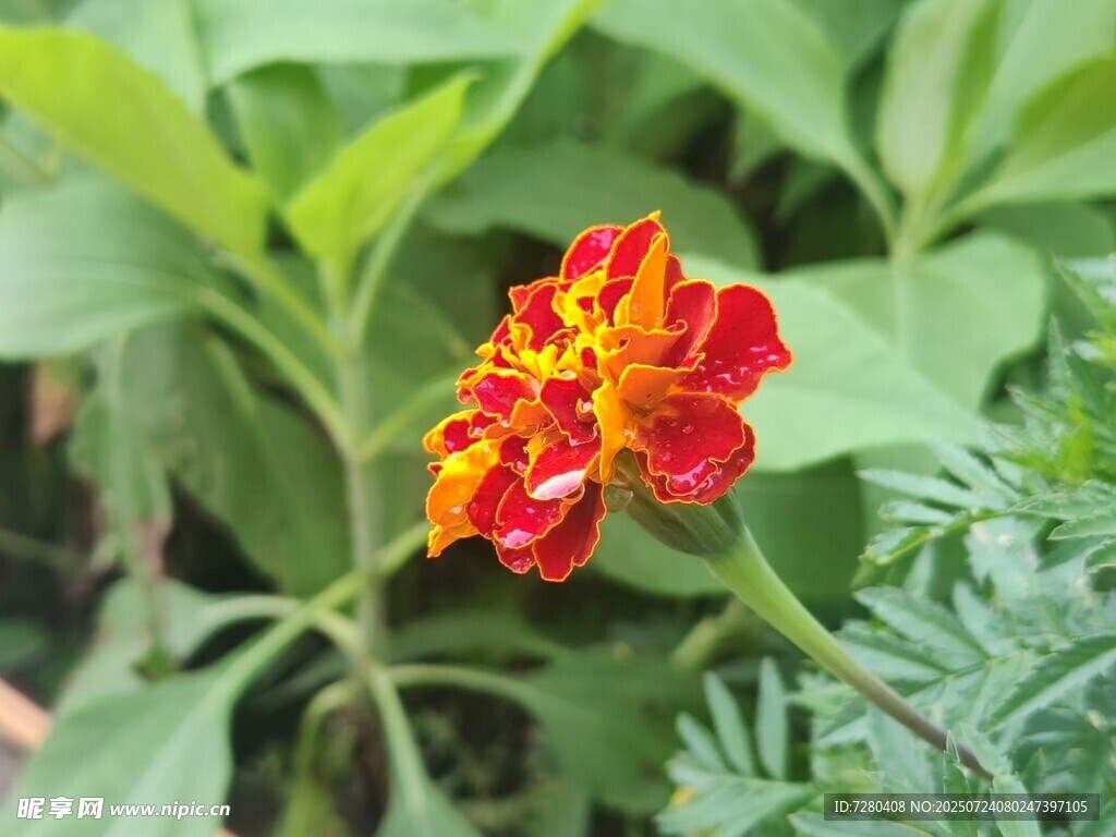 鲜艳多姿的红色万寿菊