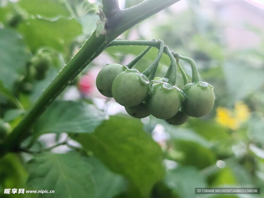 青番茄挂枝