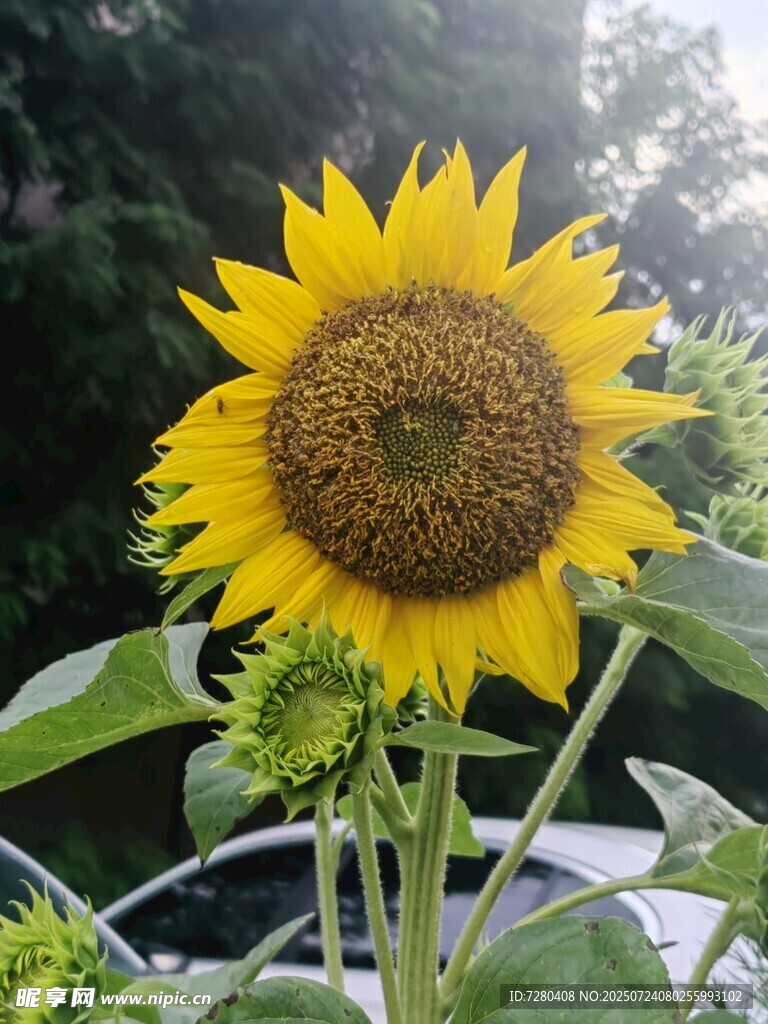 阳光下的灿烂向日葵