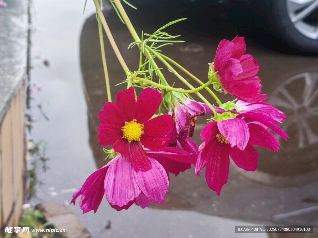 娇艳波斯菊绽放于街边