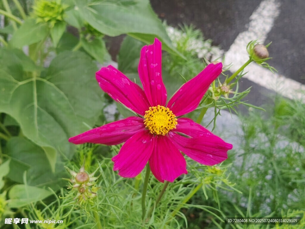 娇艳粉色格桑花绽放
