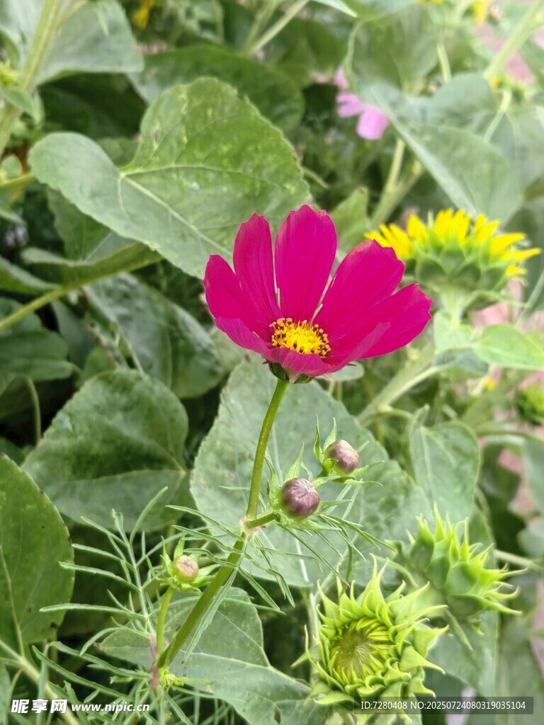 娇艳玫红花朵绽放绿叶间