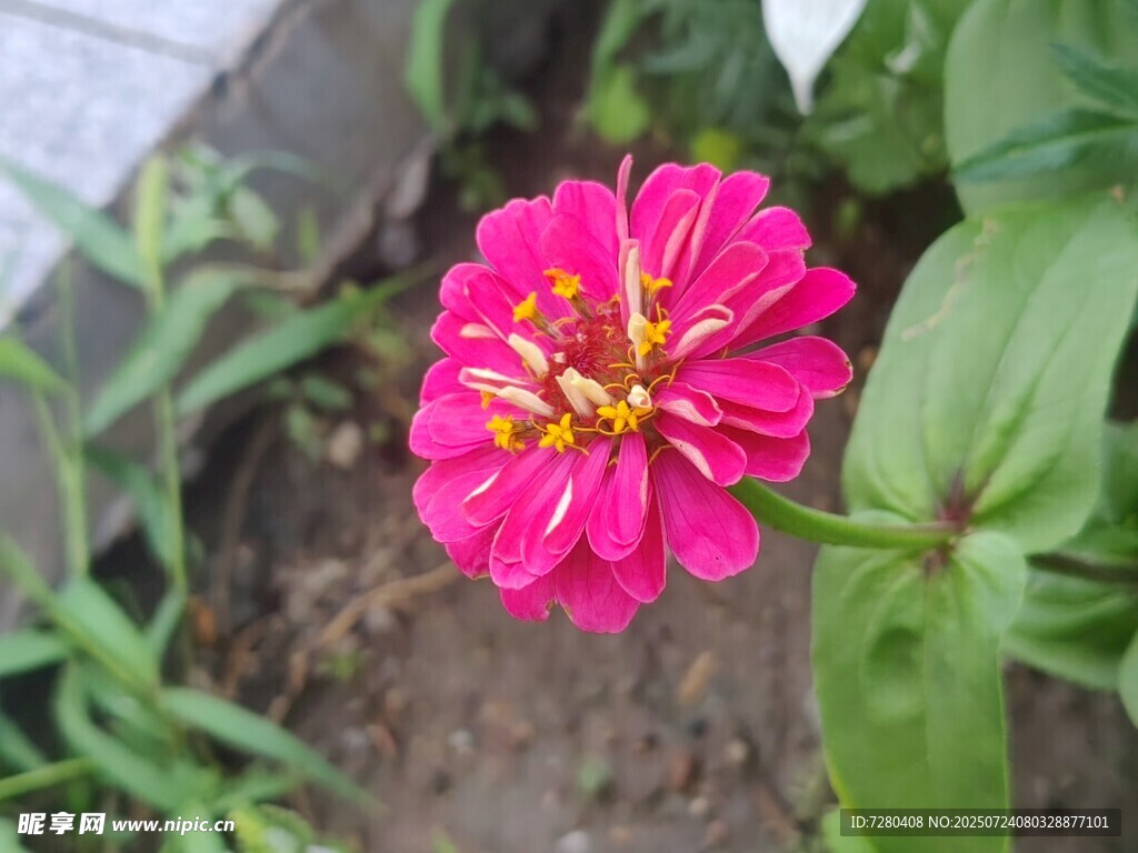 娇艳粉色花朵绽放