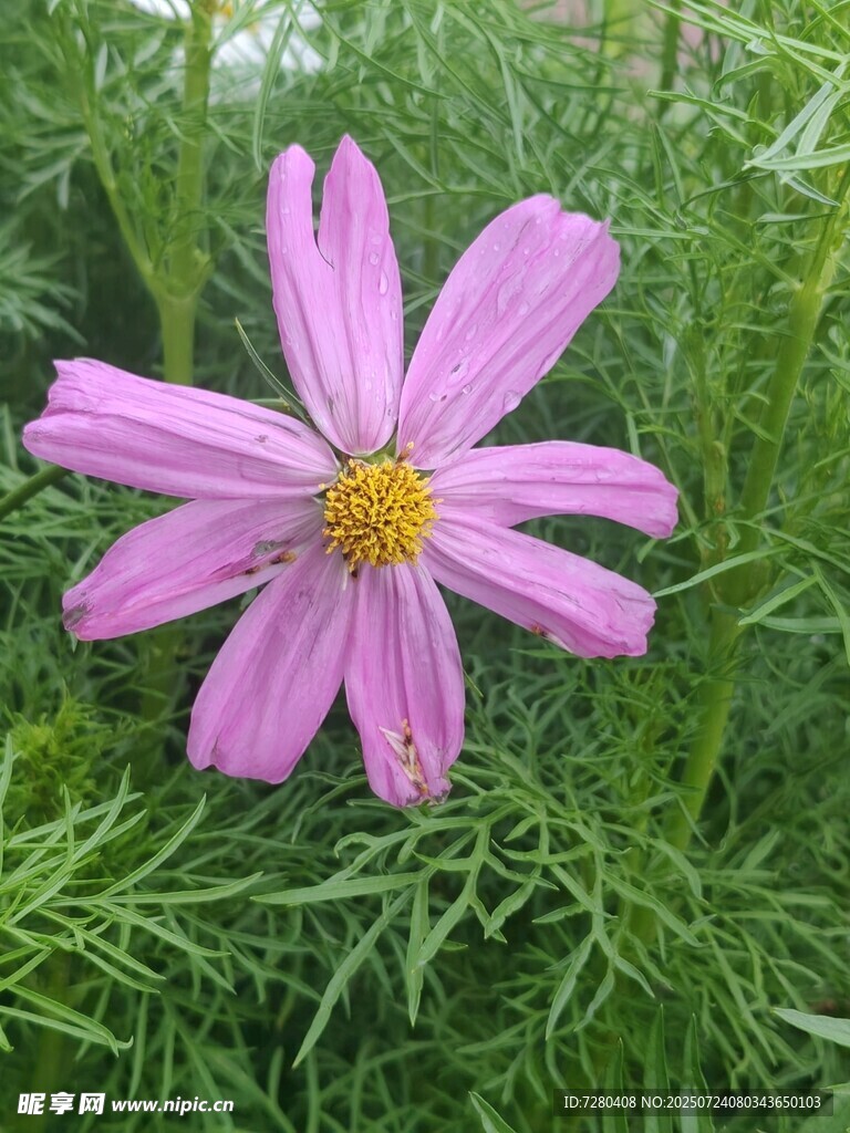 粉色波斯菊绽放于绿草间