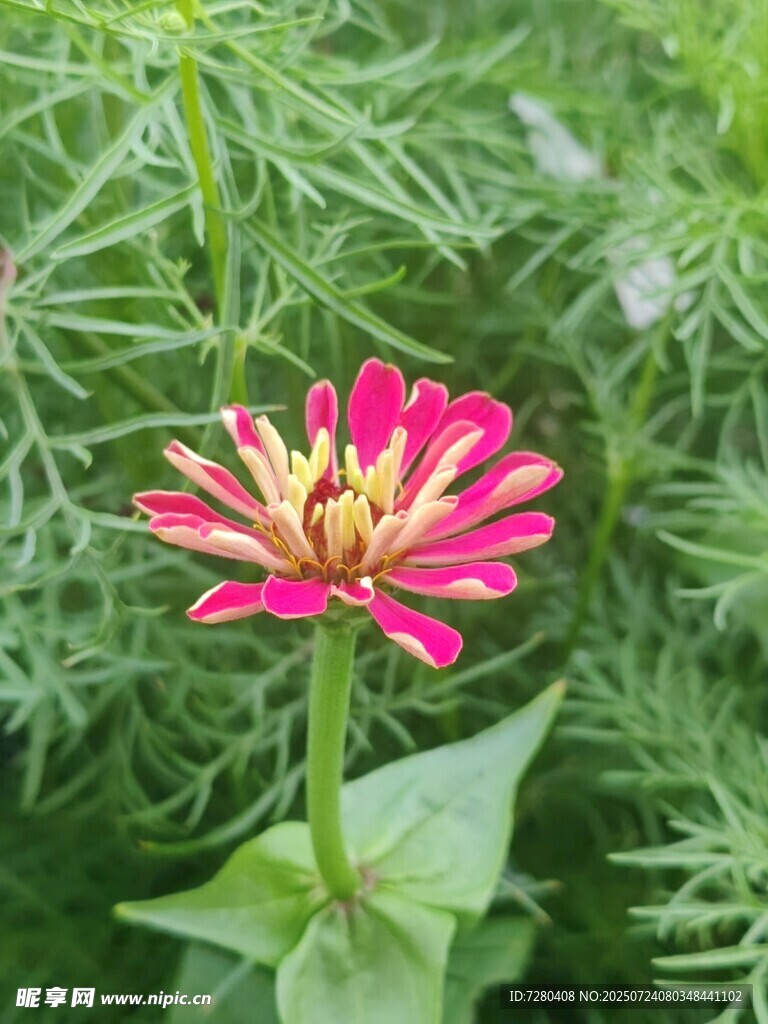 娇艳粉色百日菊绽放