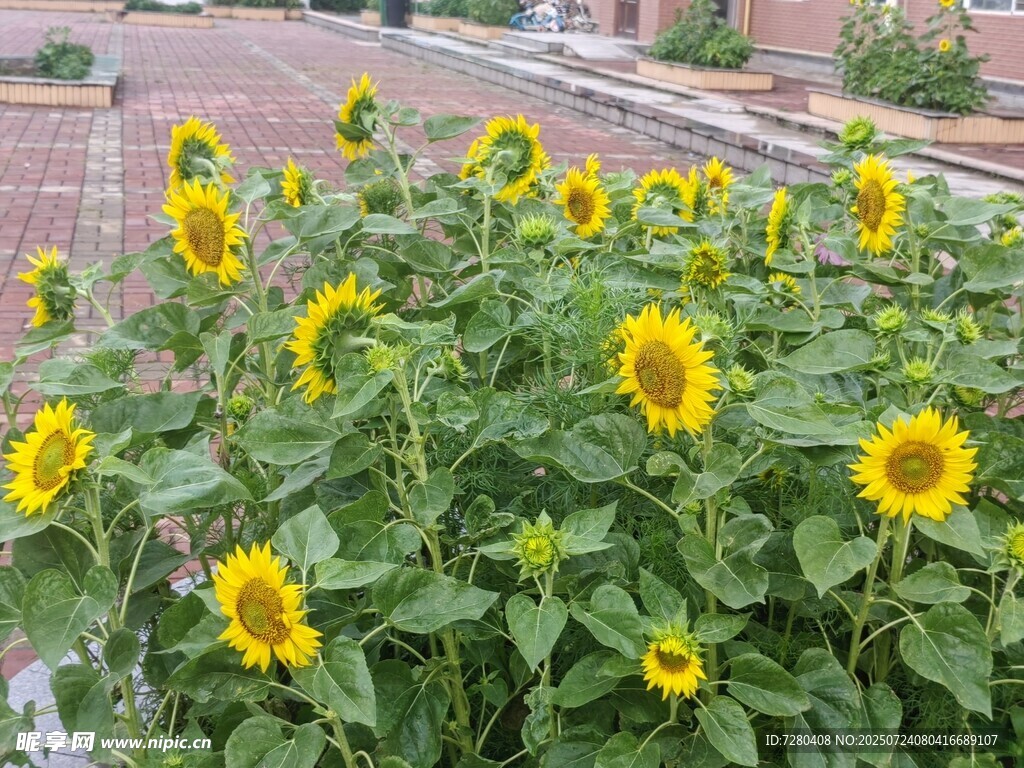 阳光下的向日葵花丛