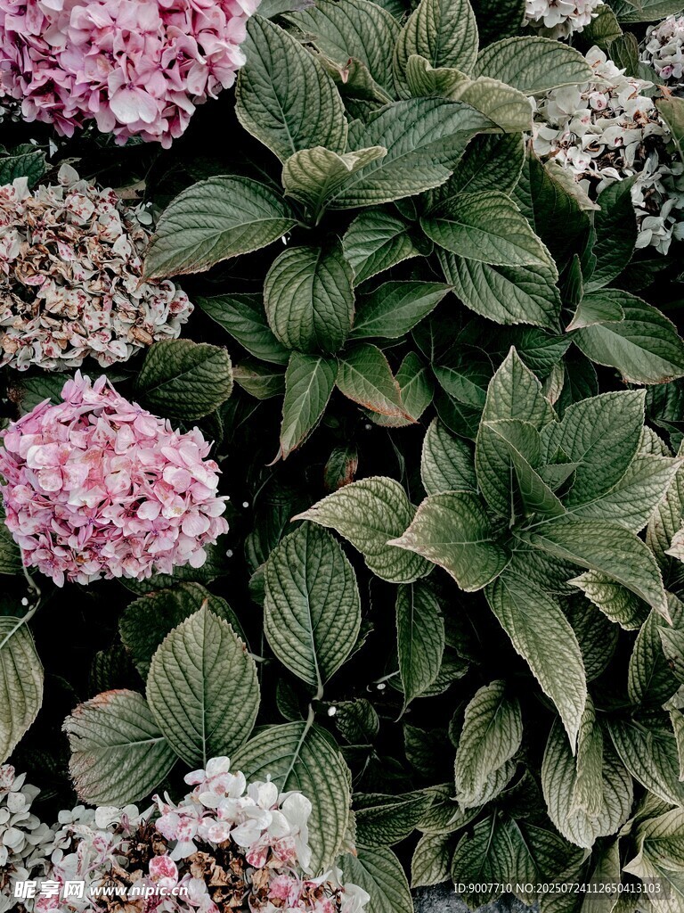 粉色绣球花与绿叶景观