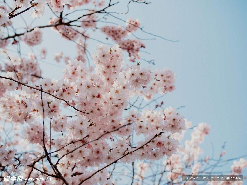 枝头绽放的粉嫩樱花