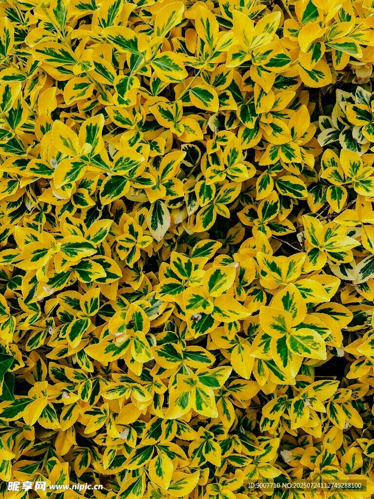 金黄翠绿交织的植物景观