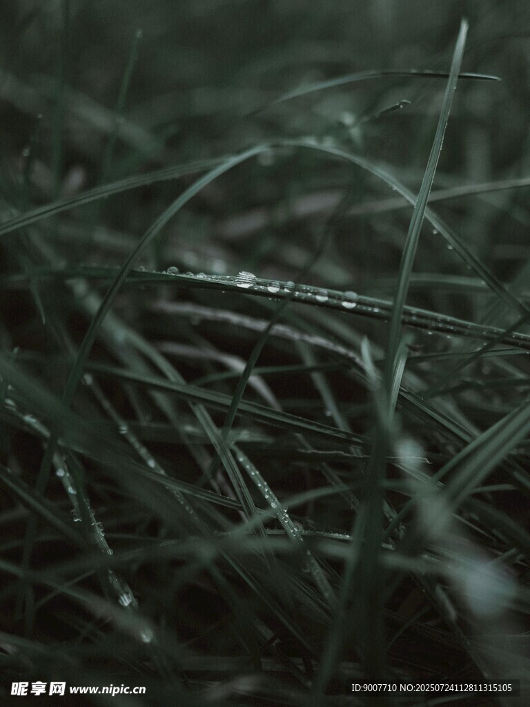 清晨带露的纤细青草