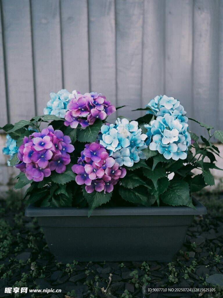 多彩绣球花盆栽