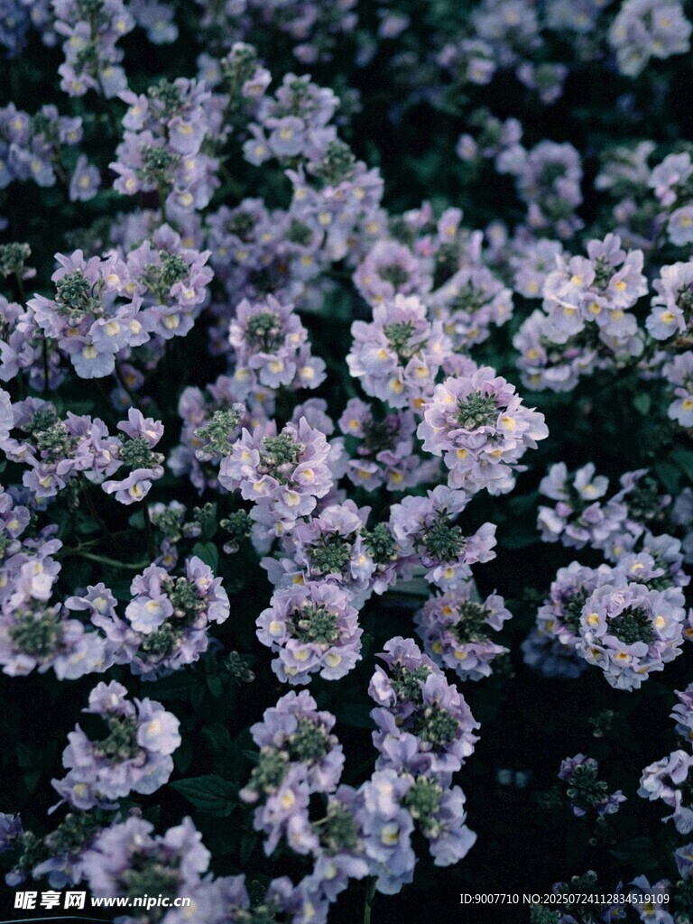 白色繁花绽放