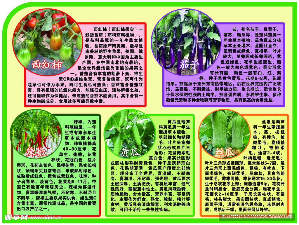 蔬菜简介