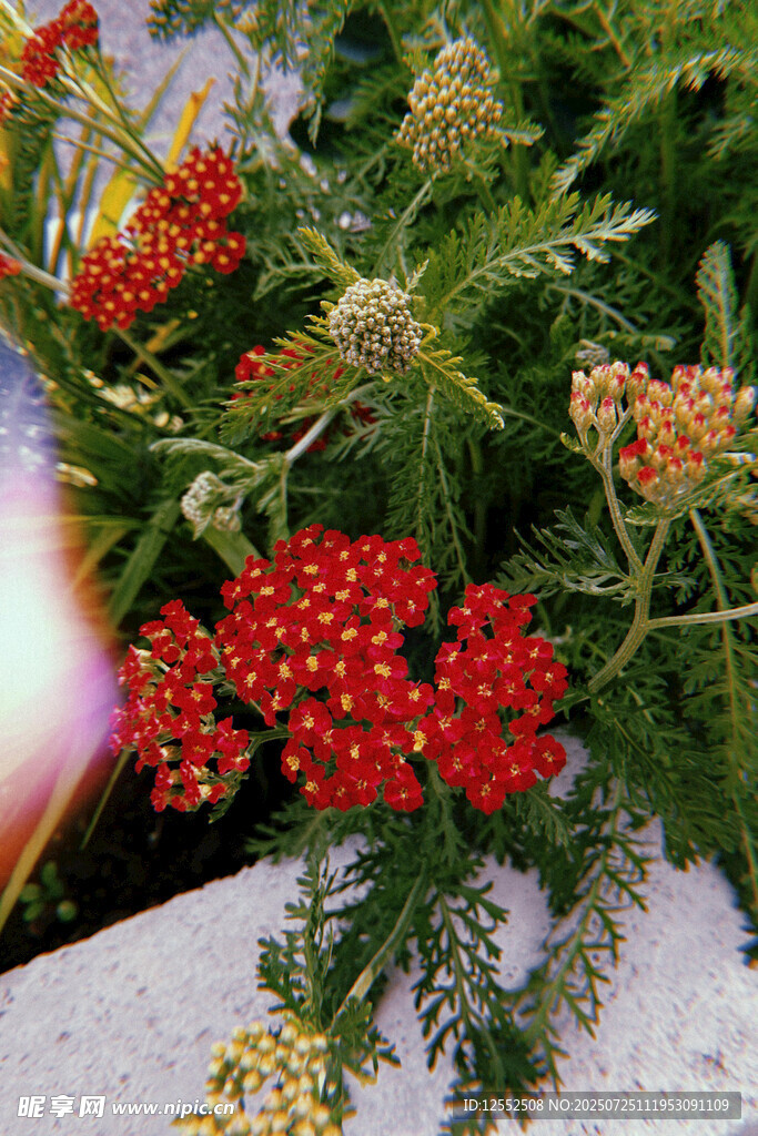 鲜艳红色花卉特写