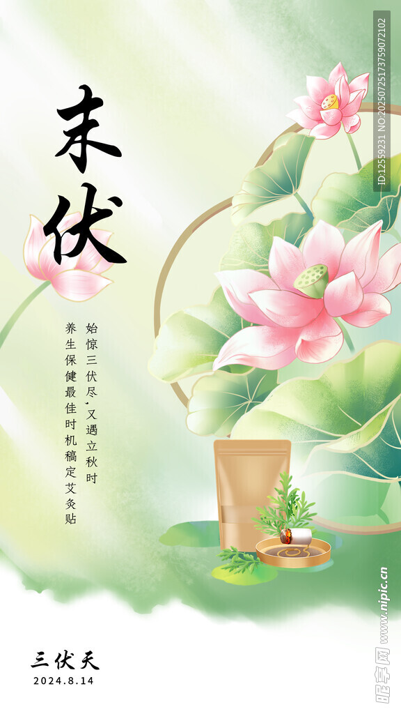 末伏时节荷花绽放图景