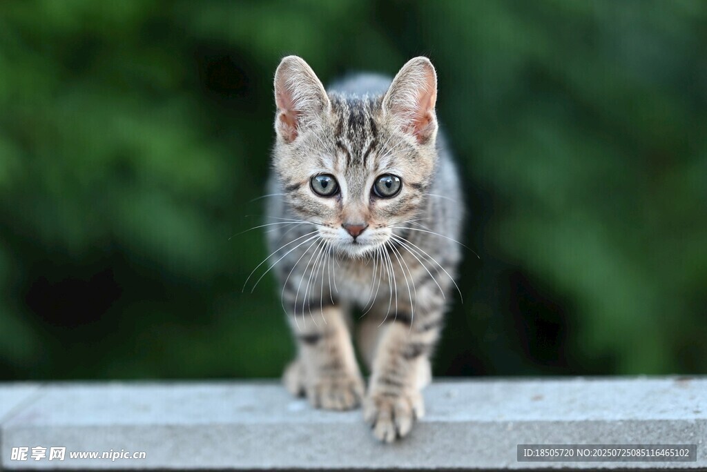 可爱小猫在木栏上行走