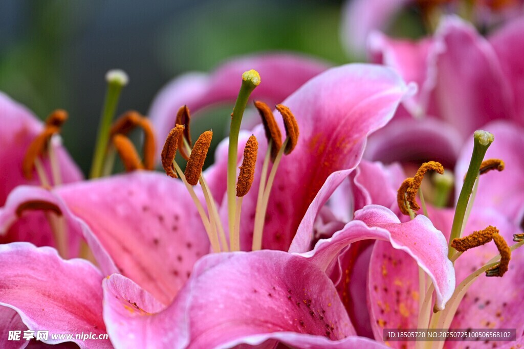 娇艳粉色百合花特写
