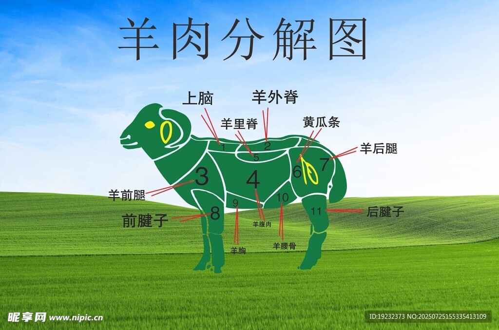羊肉分解图
