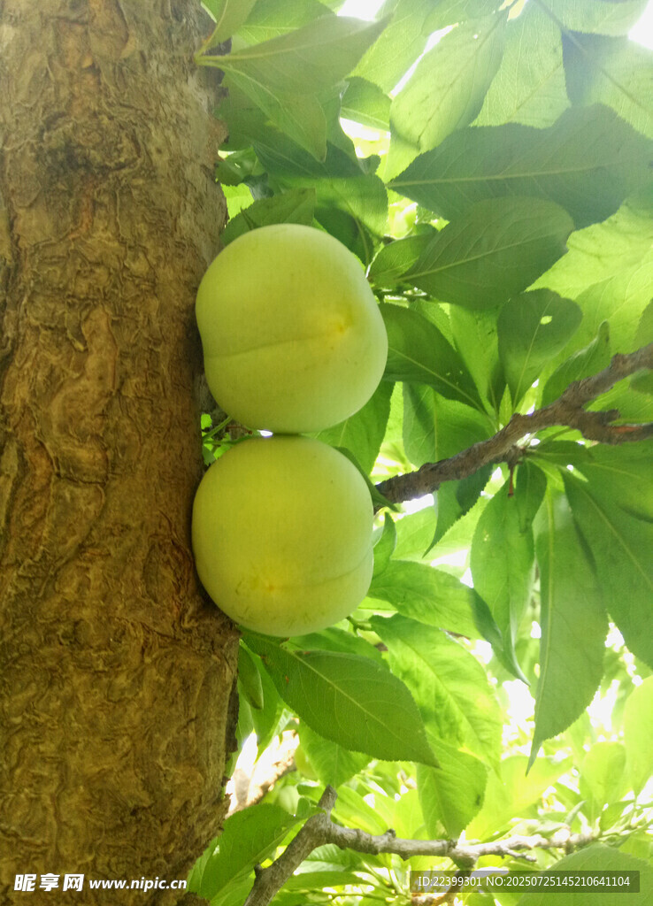 树上李子青果