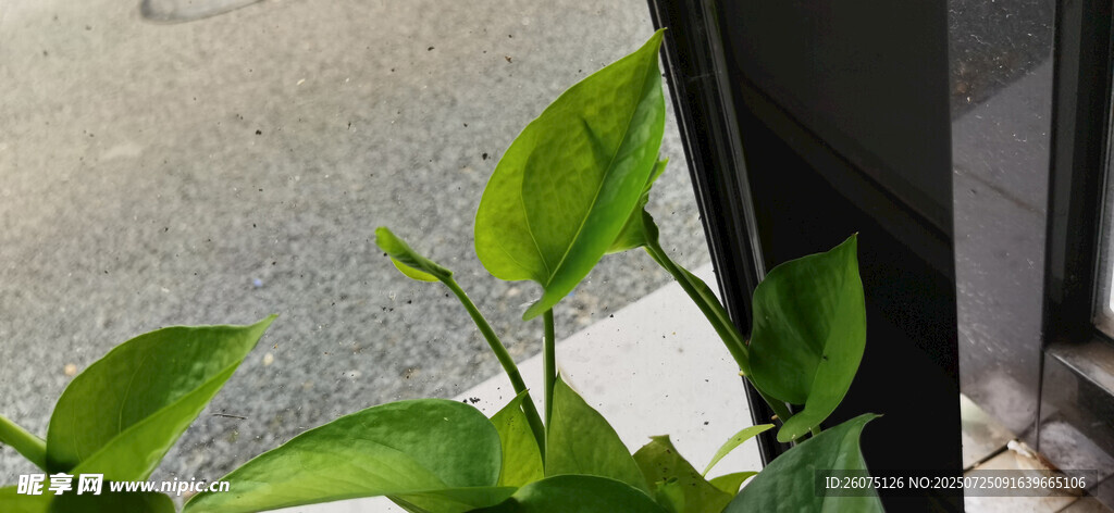 窗边翠绿绿萝生机勃勃