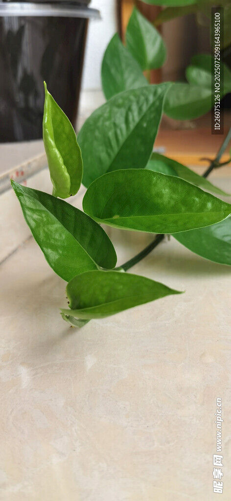 翠绿生机勃勃的绿植叶片