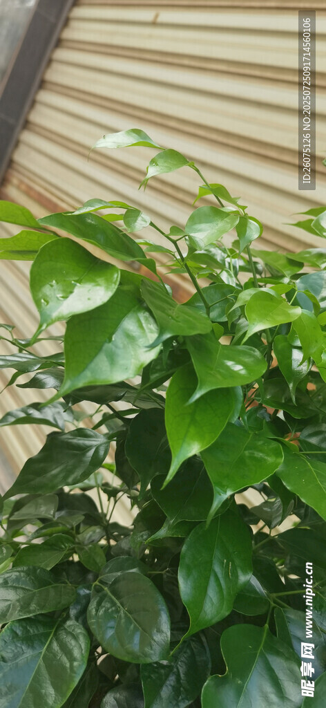 翠绿叶片植物特写