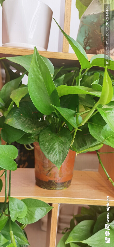 室内绿植展示架上的生机