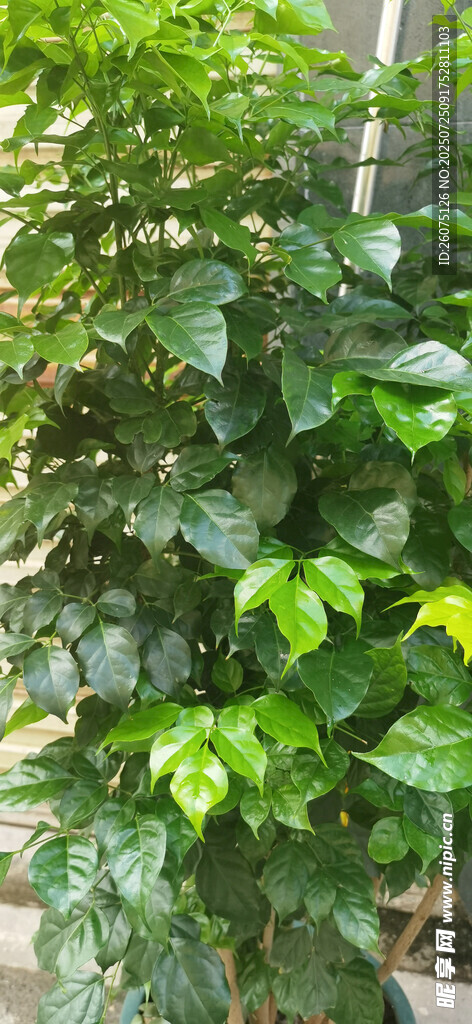 繁茂绿植景观
