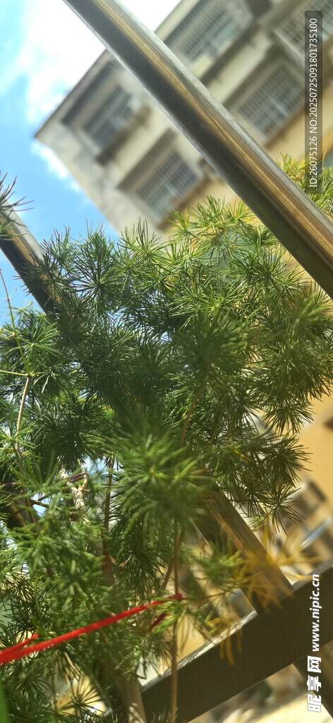 窗外绿意盎然的树木景观