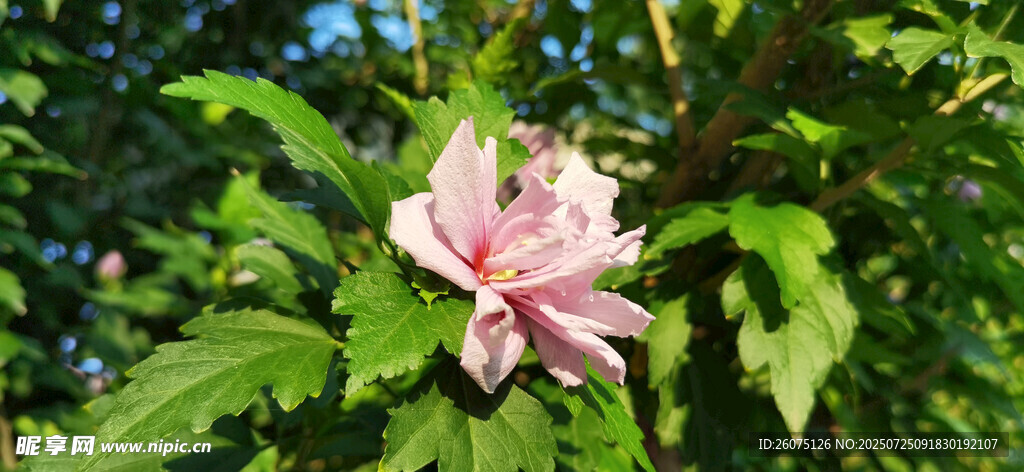 枝头绽放的木槿花