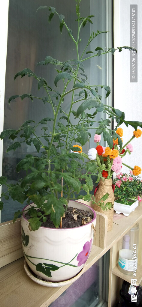 室内盆栽蕃茄