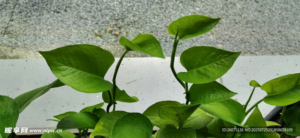玻璃窗边翠绿绿萝生机盎然