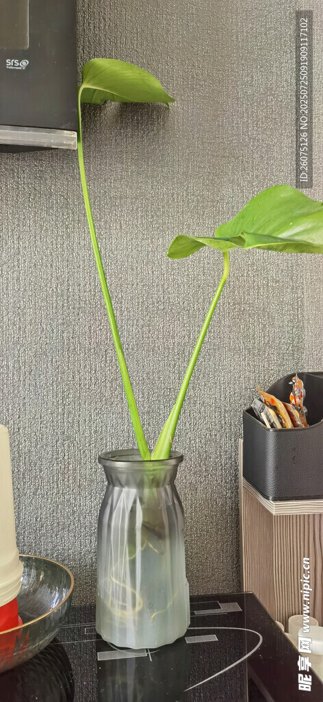室内绿植摆件装饰小景
