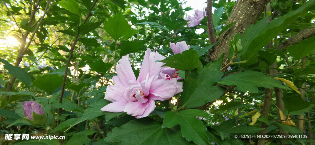 林间绽放的粉色木槿花