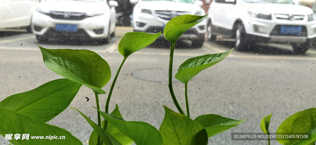 玻璃窗边生机盎然的绿萝藤蔓