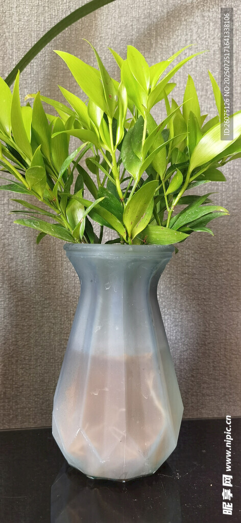 花瓶中的翠绿植物