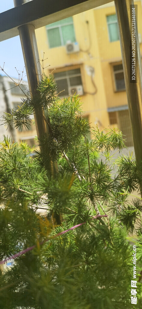 窗外绿植景观