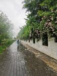 雨中漫步的花墙小道