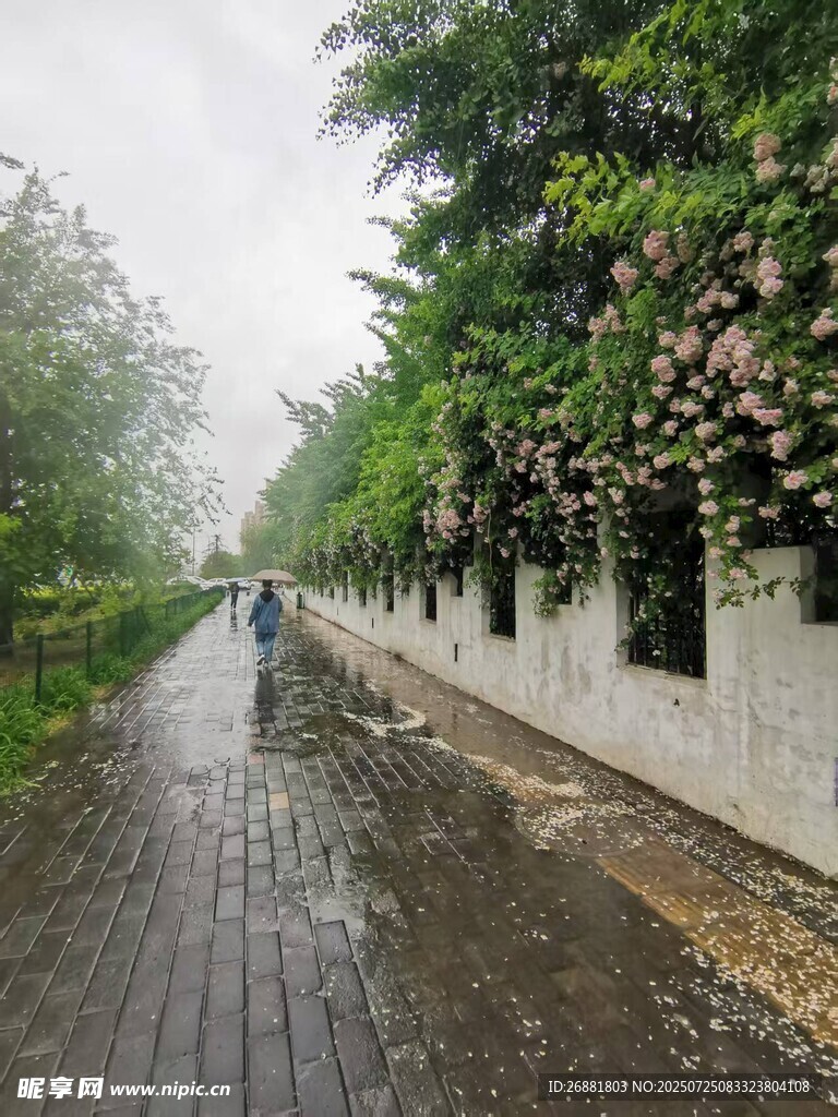 雨中漫步的花墙小道