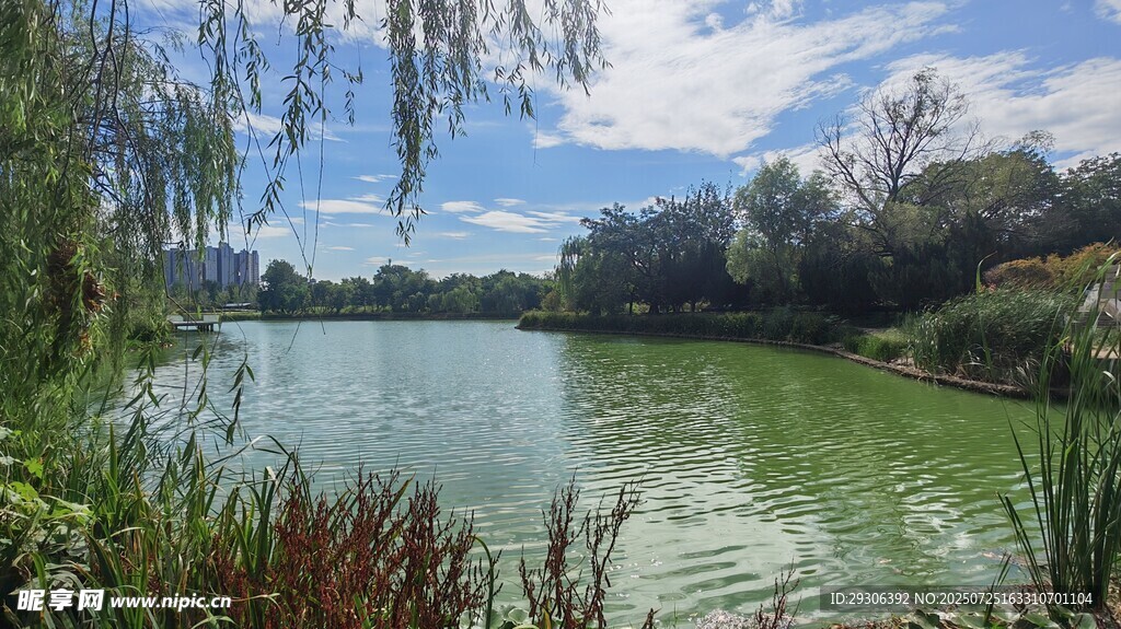 湖畔美景 绿意盎然的自然