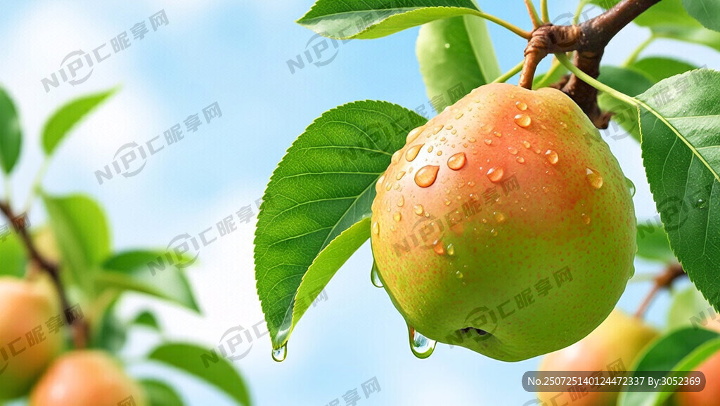 翠冠梨 叶子 滴汁水