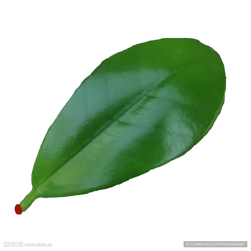 一叶一菩提 叶为舟 叶为世界