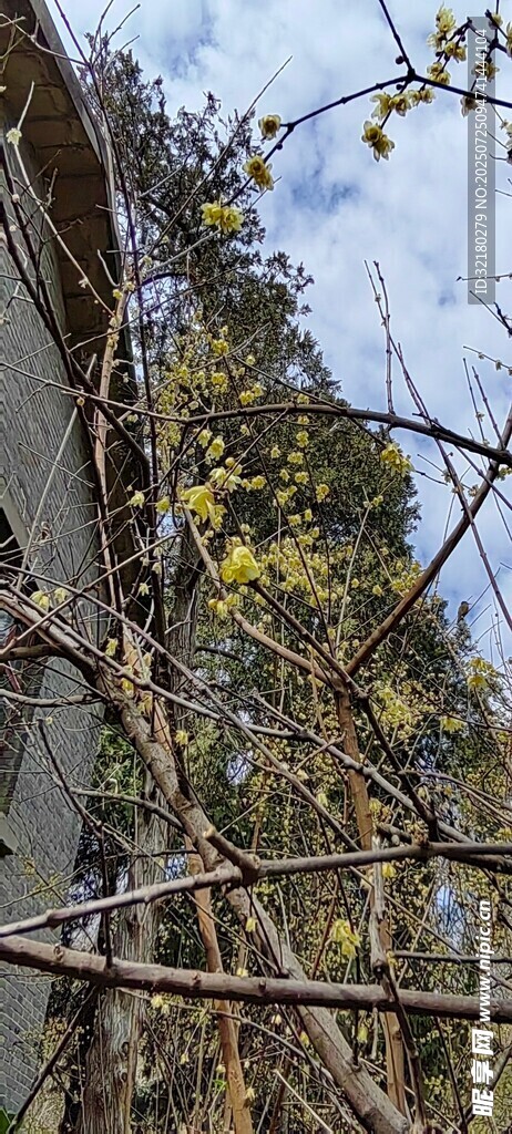 后院花开
